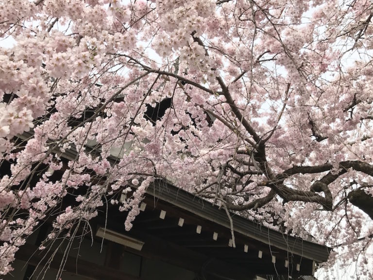 Guide Voyager au Japon  la saison  des  cerisiers sakura  